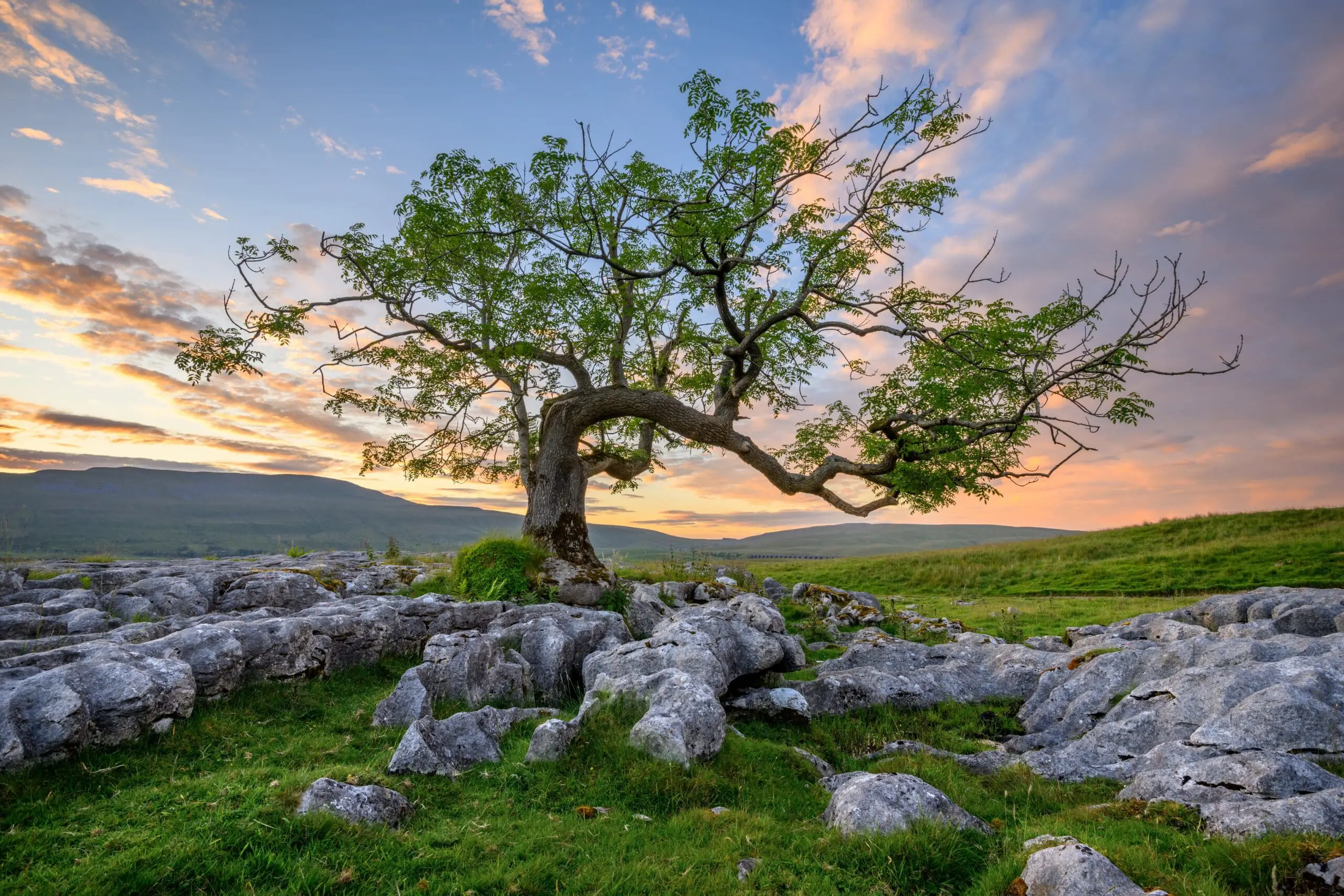 Bent by winds, unbroken by storms. Holistically Addressing Chronic Health Condition Costs